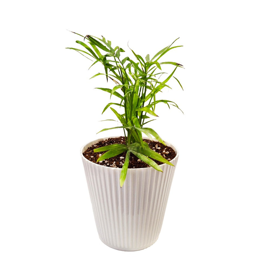 an image of Chamaedorea Elegans Plant in a white pot