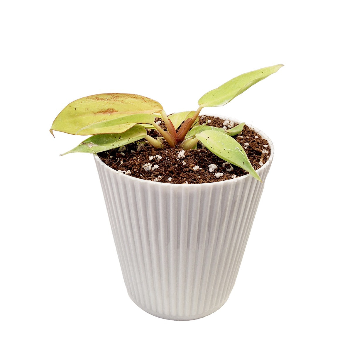 an image of Philodendron Cherry Red Plant within a white pot