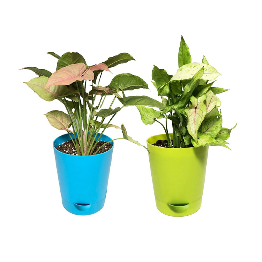 an image of Syngonium Green and Pink Combo with Self-Watering Pot