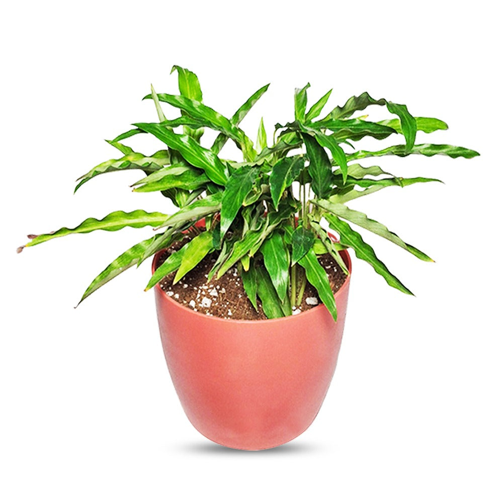 an image of Calathea Rufibarba Plant in a pot