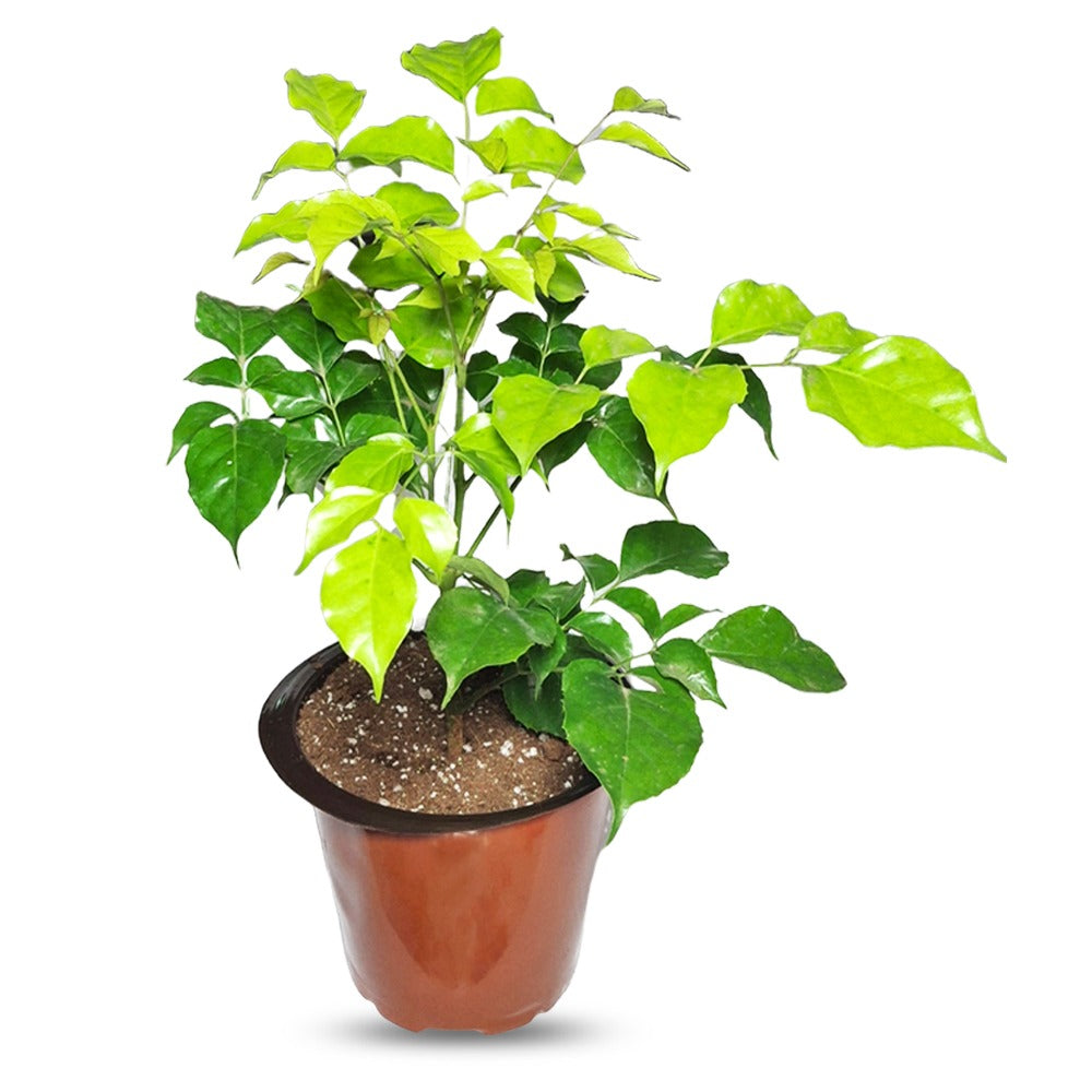 an image of a china doll pant in a pot
