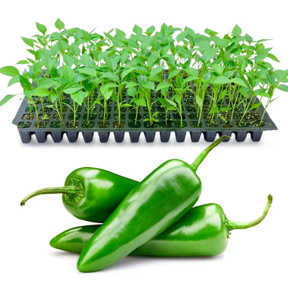 an image of kodaly mulaku seedling tray