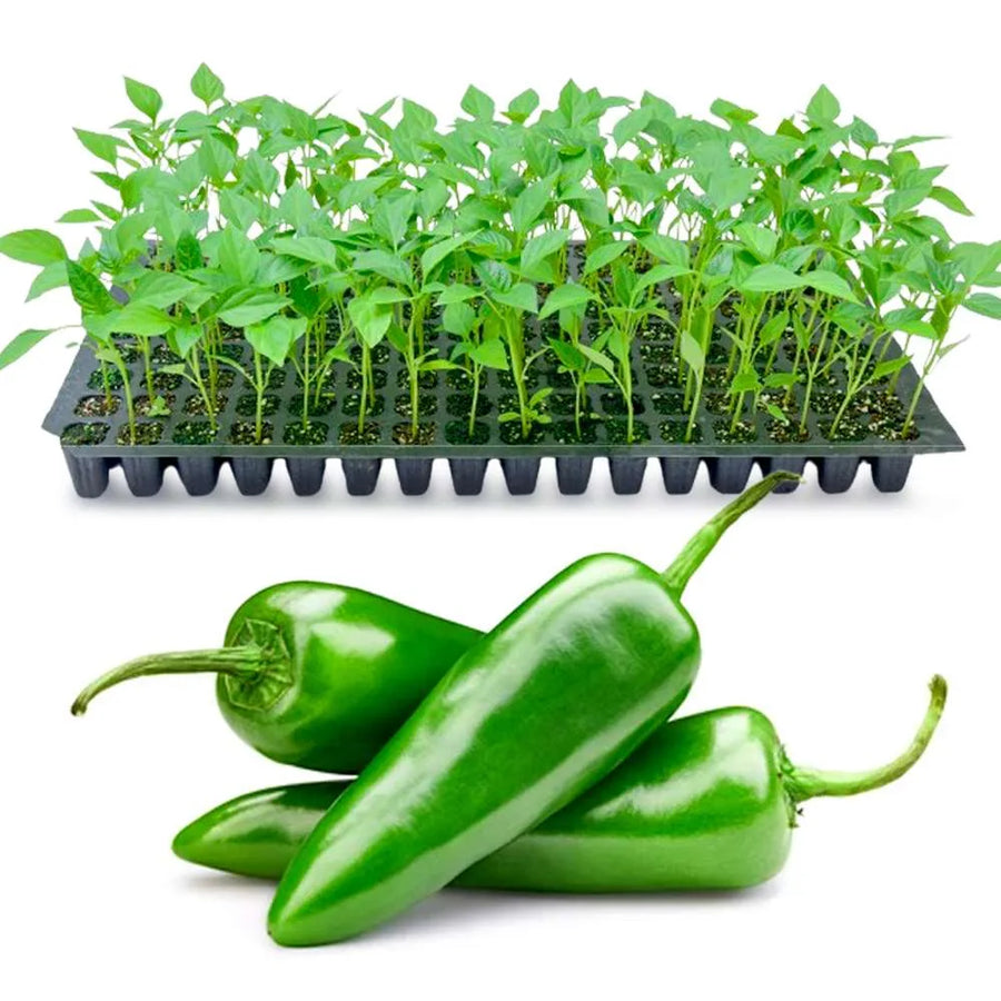 an image of kodaly mulaku seedling tray