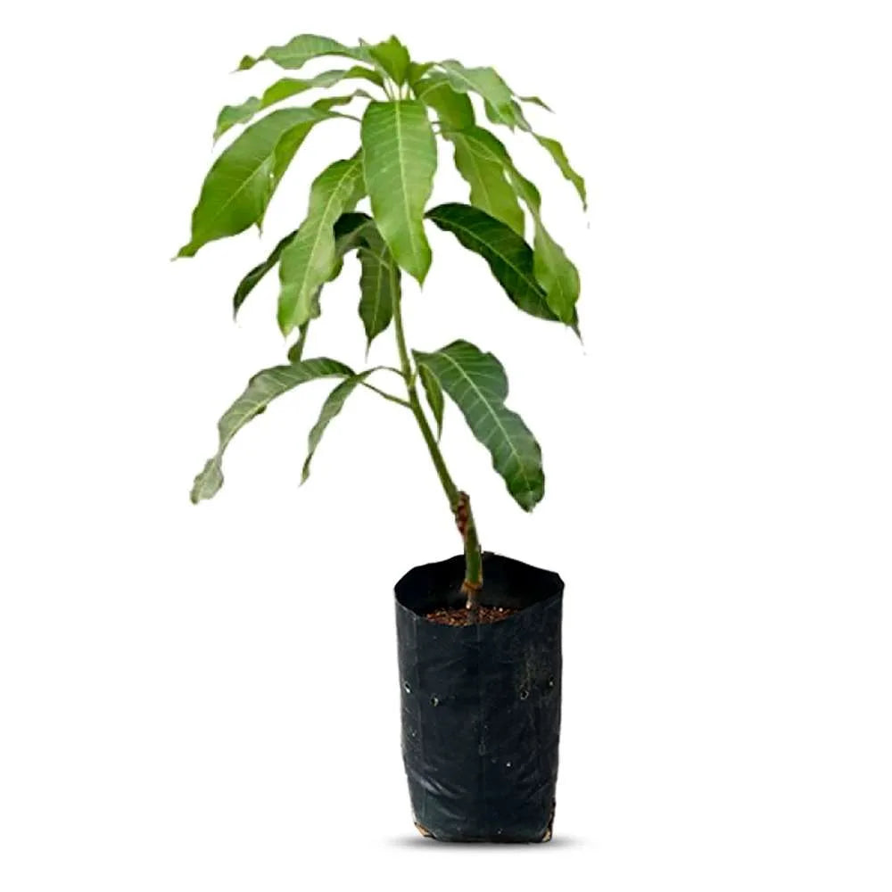 an image of mango plant