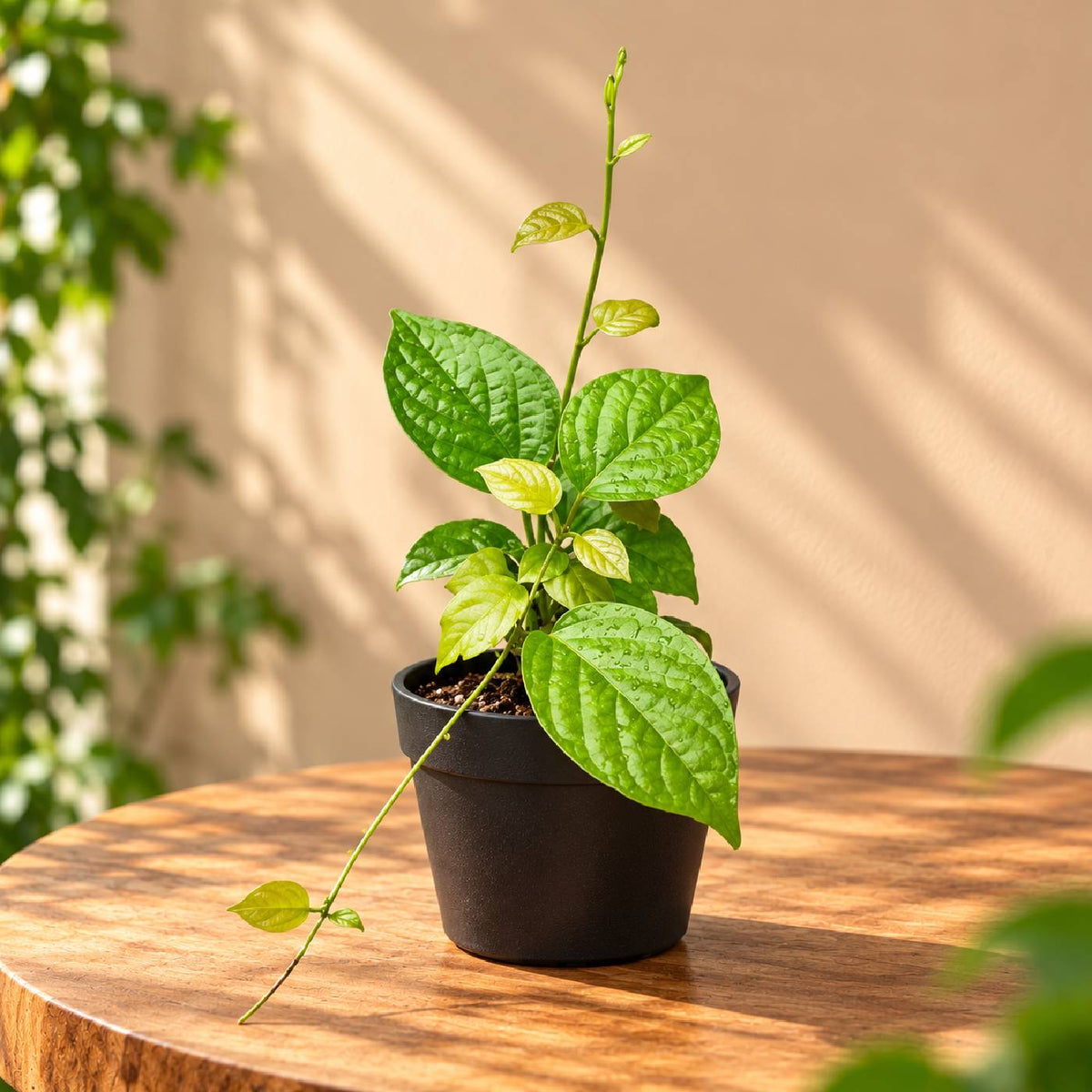 Manimulla Plant