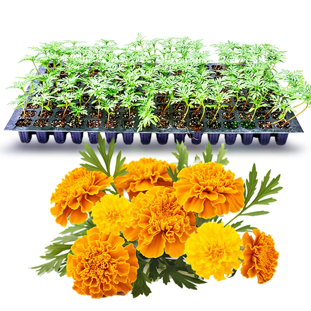 an image of African marigold flowers with seedlings in a tray