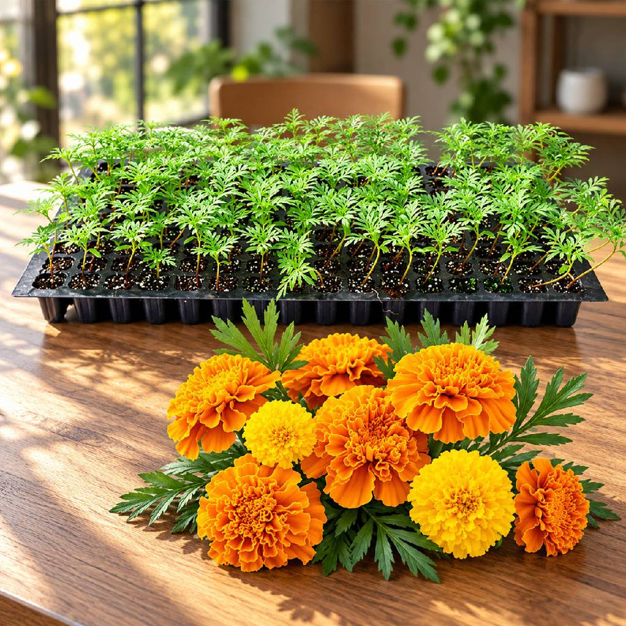 Marigold Seedlings African (100 in a tray)