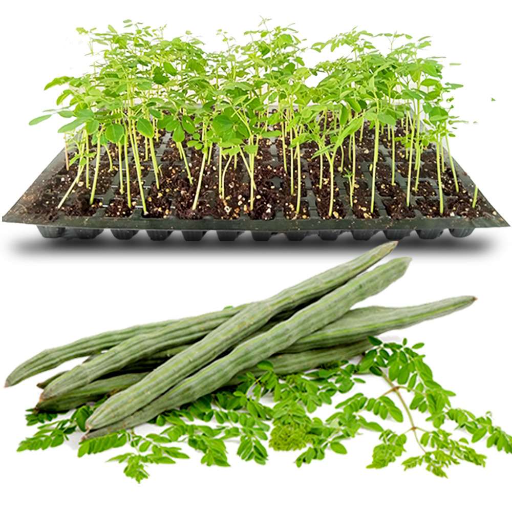 an image of muringa seedlings in a tray