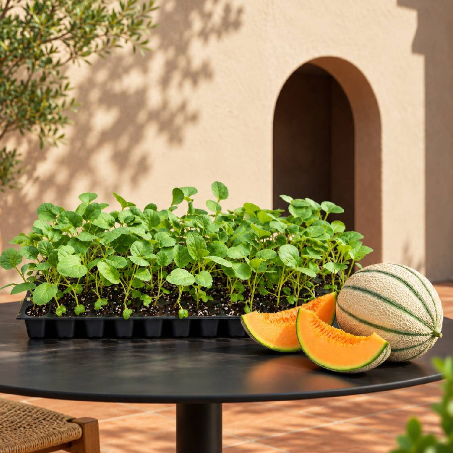 Musk Melon Seedlings (100 in a tray)