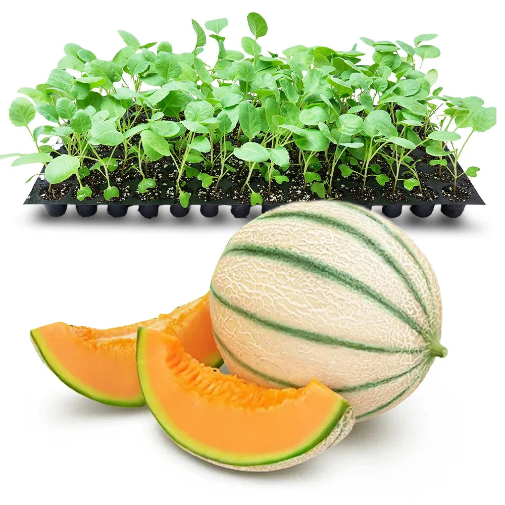 an image of musk melon and musk melon seedlings in a tray