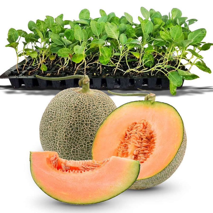 an image of OP melon and it's seedlings tray in the background