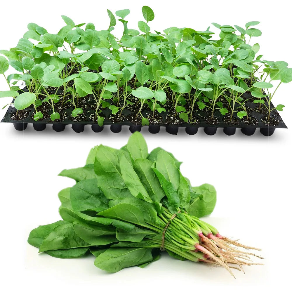 an image of palak and palak seedlings in a tray