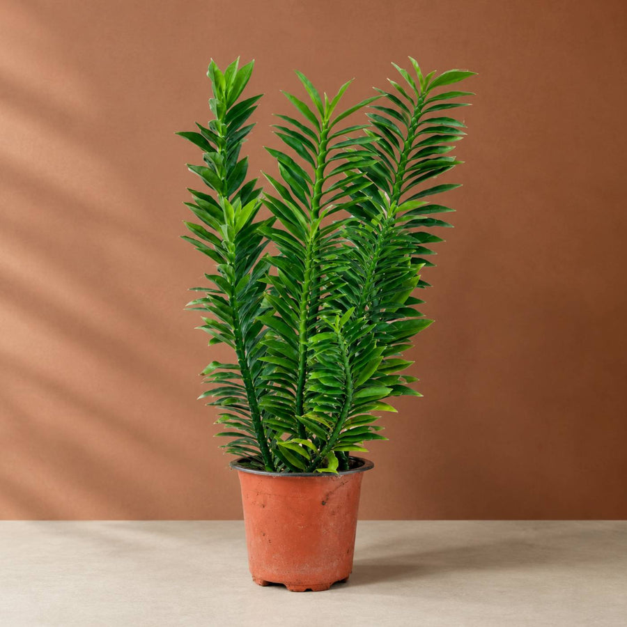 Image of Pedilanthus Green Plant