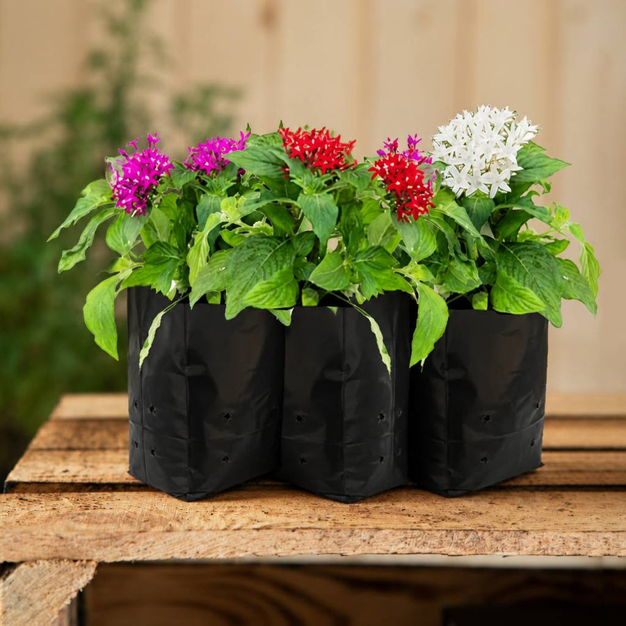 Pentas 3 plant