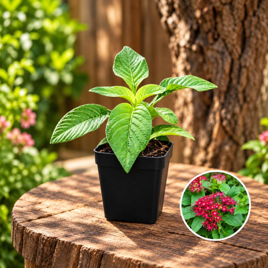 Pentus Young Plant (Red)