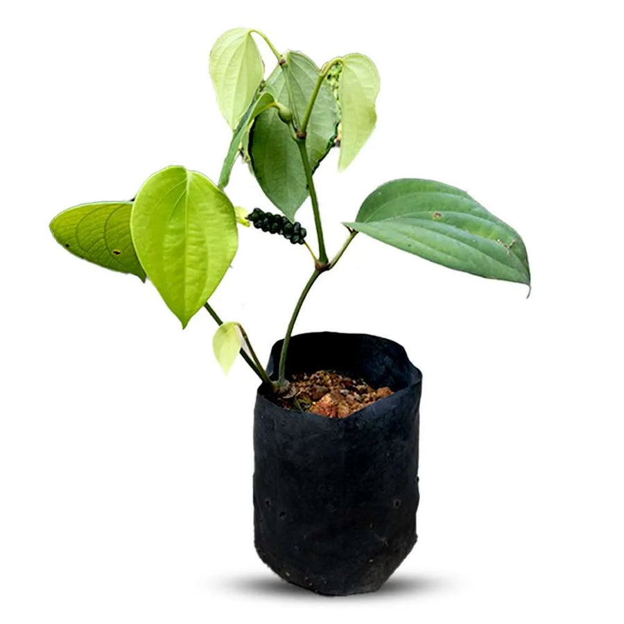 an image of bush pepper plant