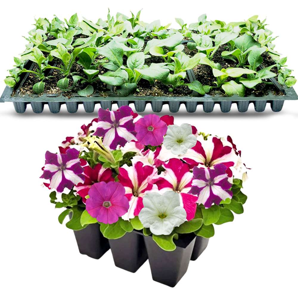 an image of mixed petunia flowers and petunia seedlings in a tray