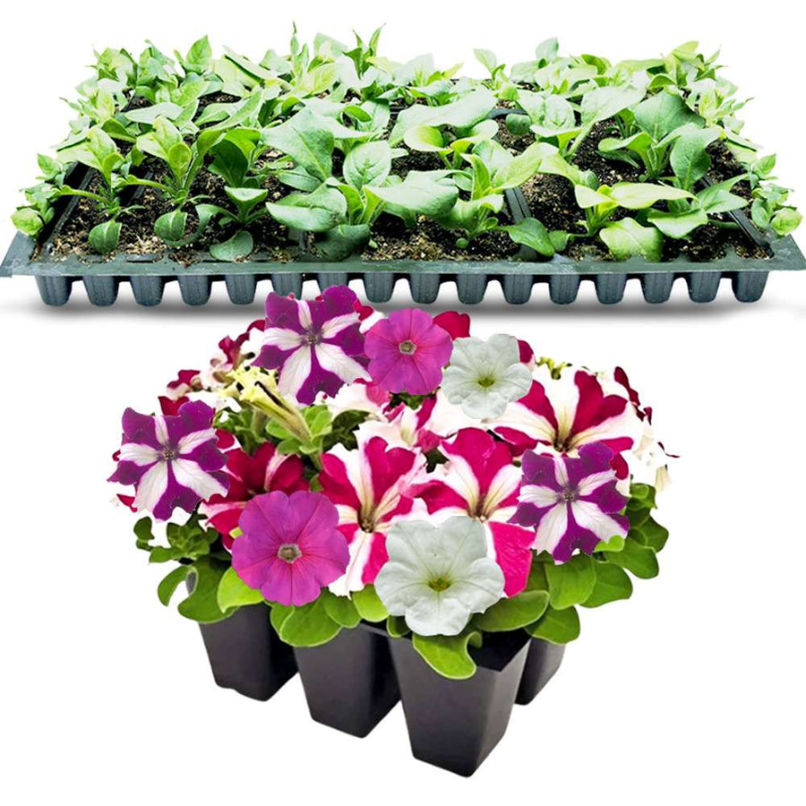 an image of mixed petunia flowers and petunia seedlings in a tray