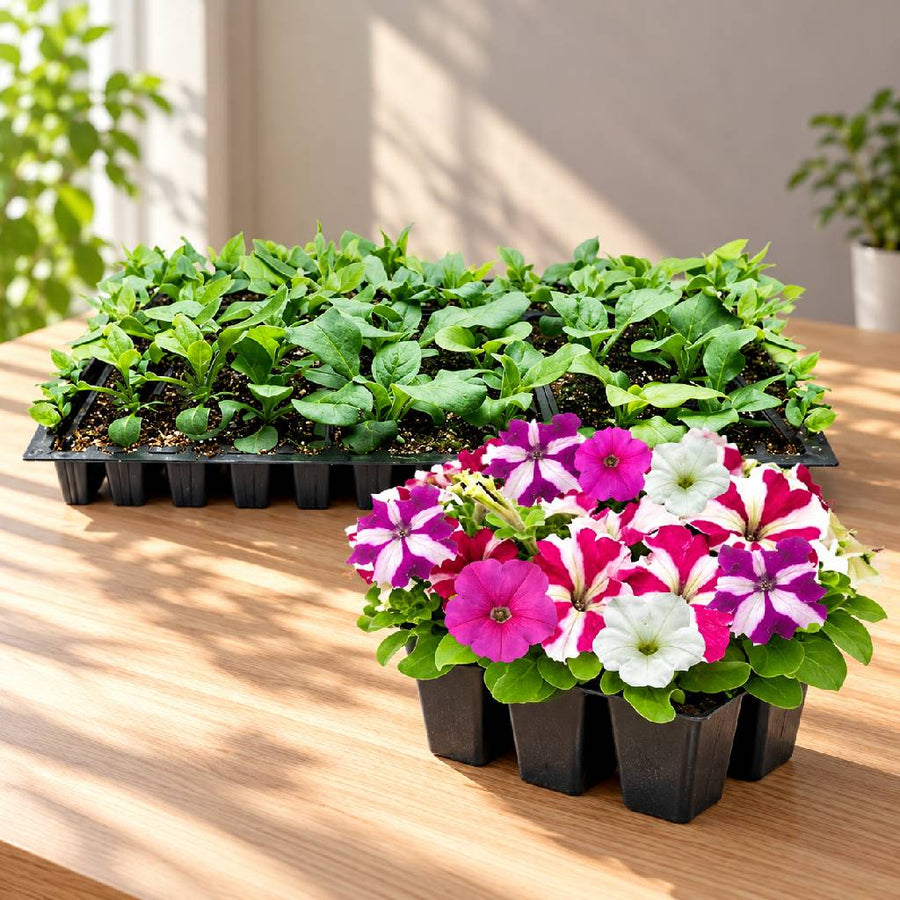 Petunia Seedlings (100 in a tray)