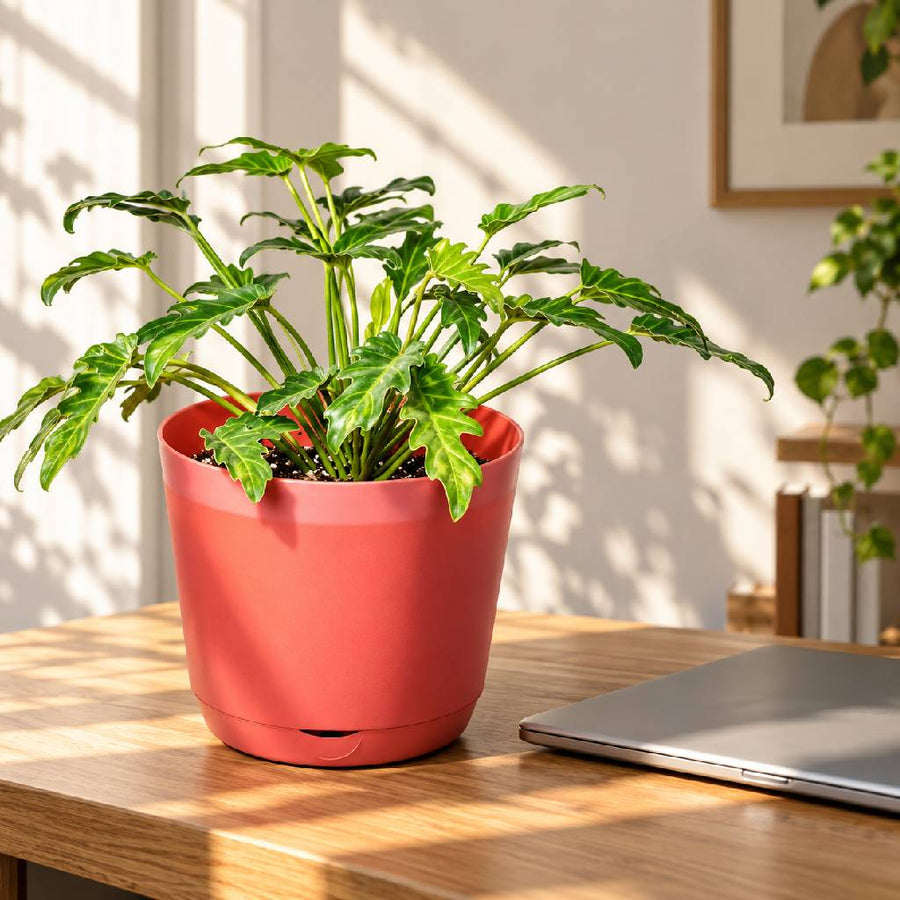 Philodendron Xanadu Plant With Pot