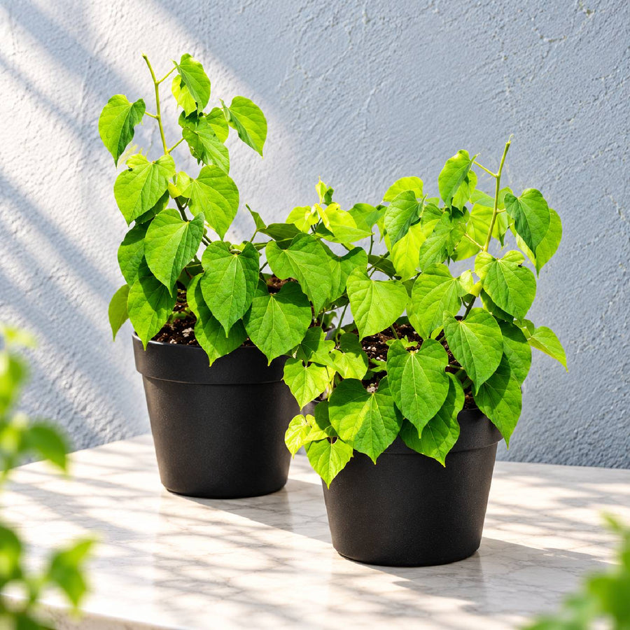Image of Princess  Vine 2 plant combo