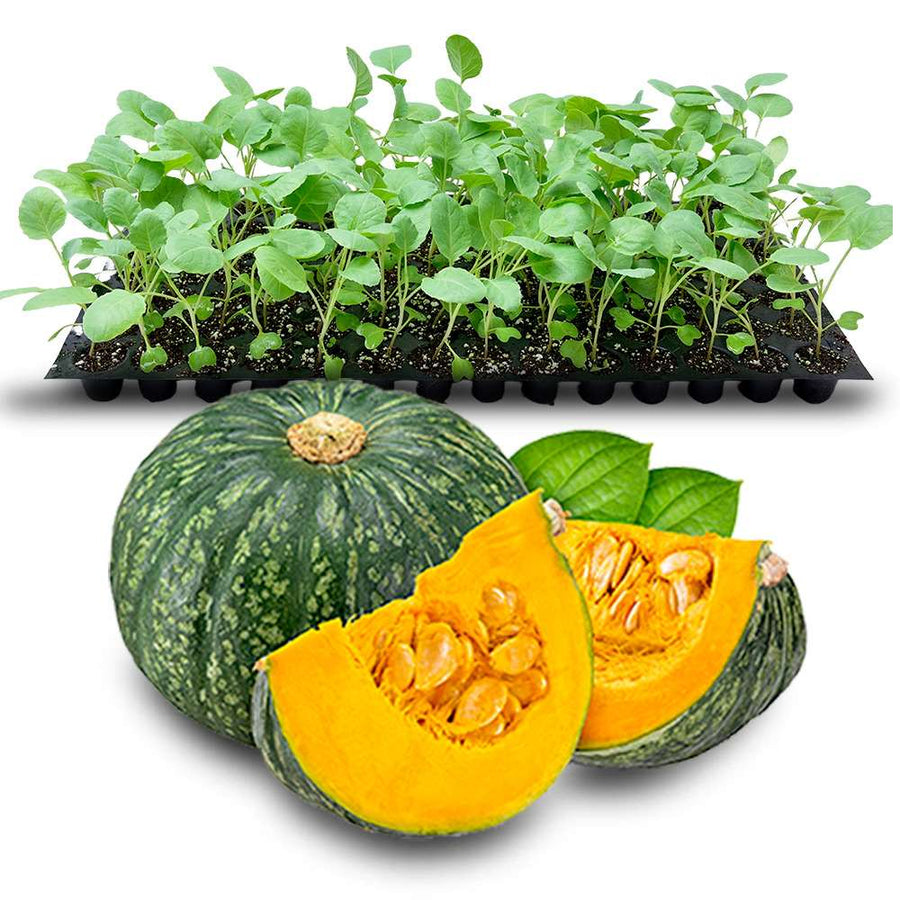 an image of pumpkin and pumpkin seedlings in a tray