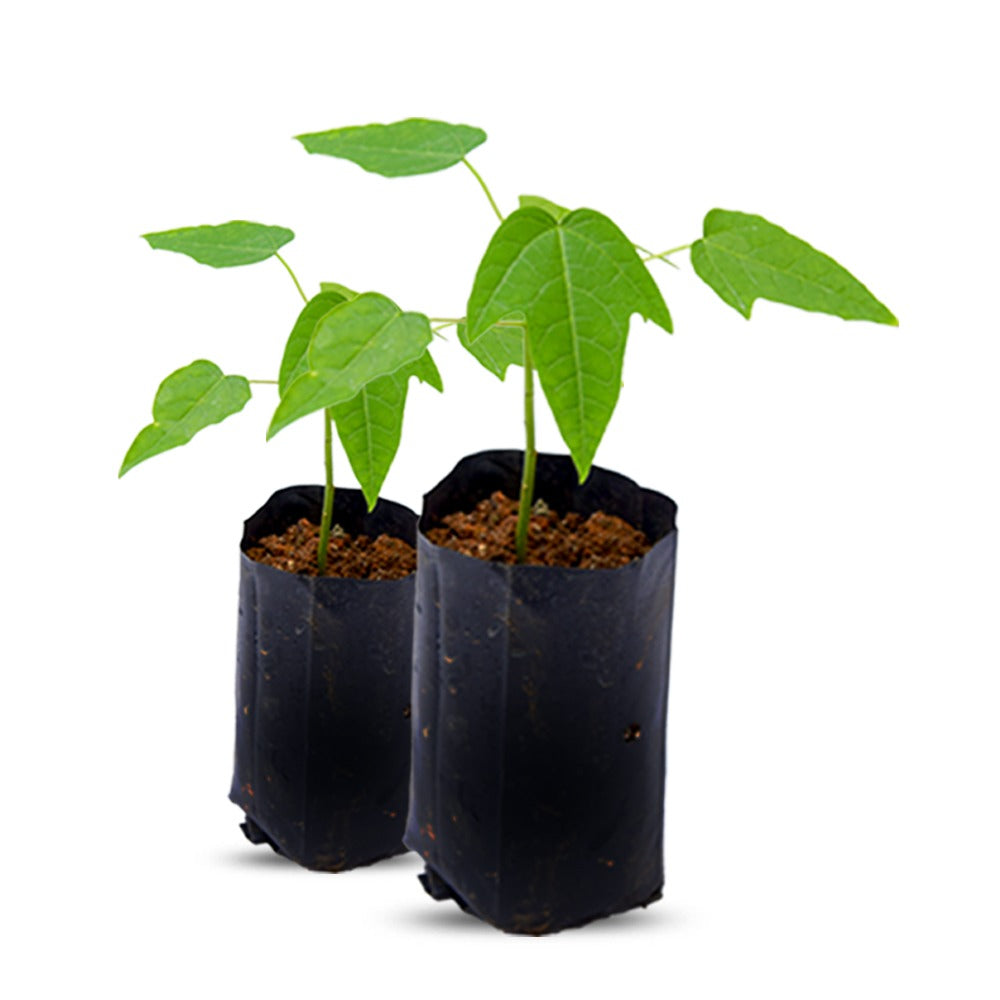 REDLADY PAPPAYA SEEDLING
