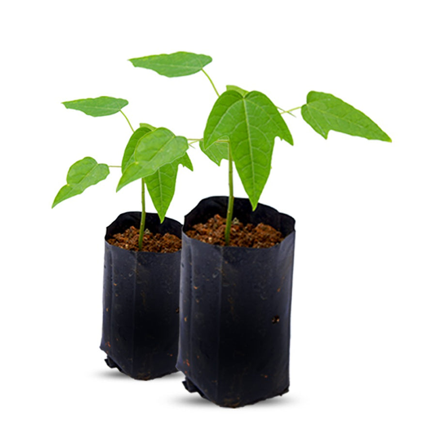 REDLADY PAPPAYA SEEDLING