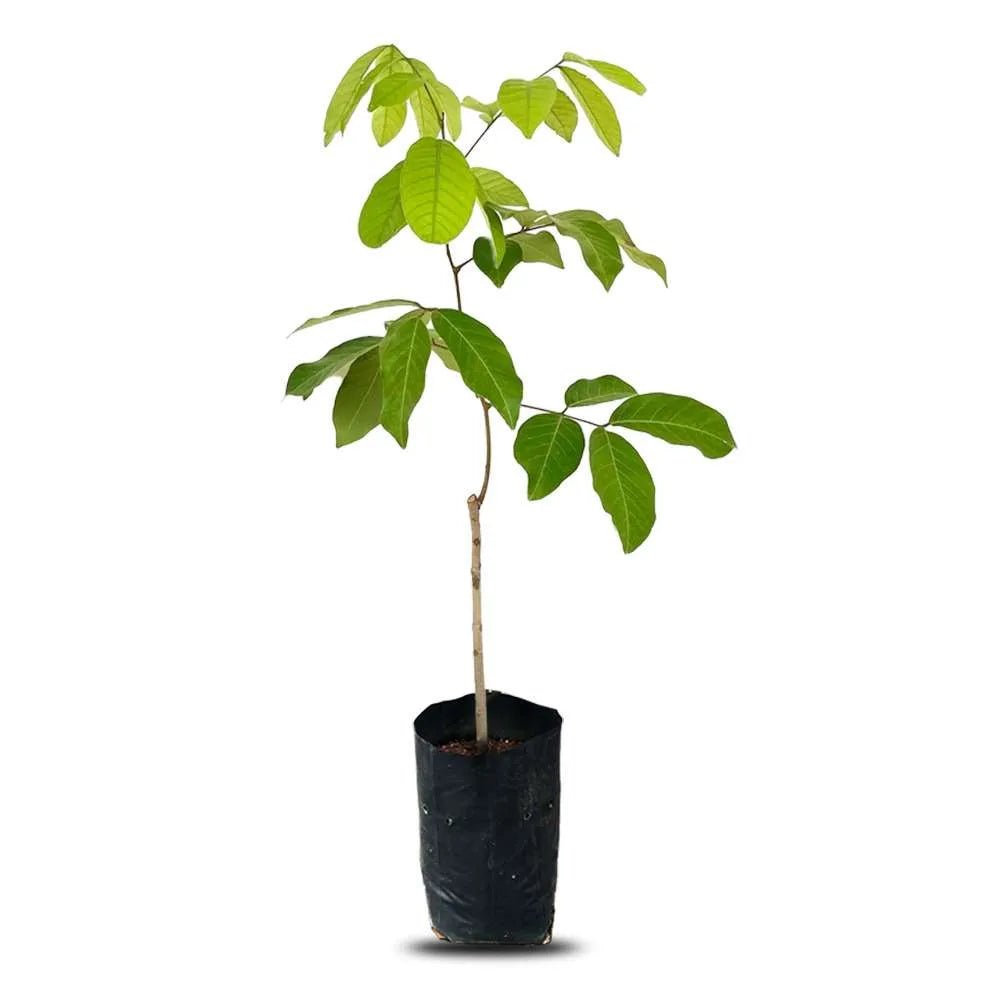 an image of Rambutan plant