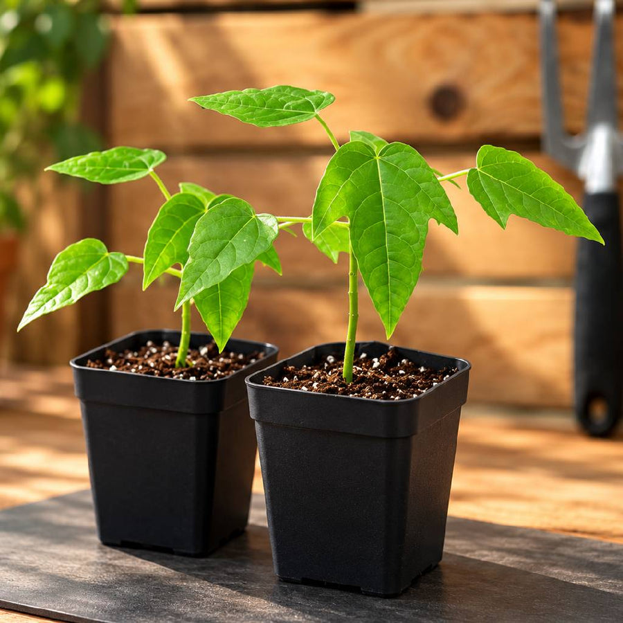 Redlady Pappaya 2 seedlings combo