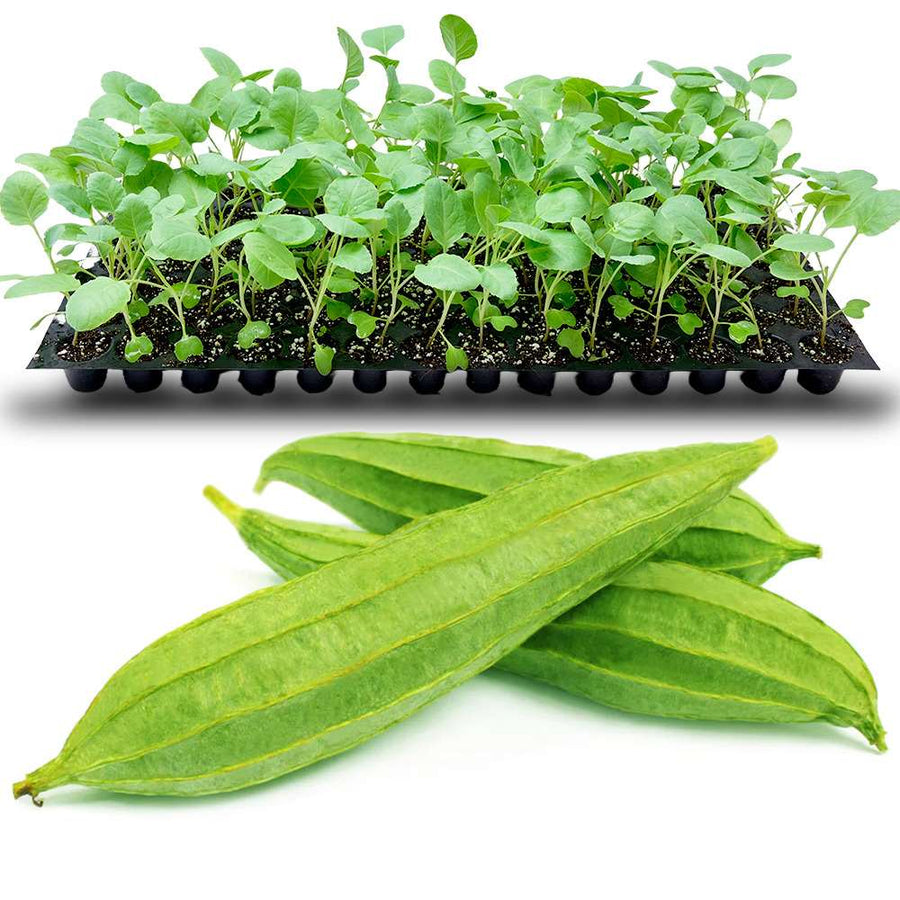 an image of ridge guard seedlings
