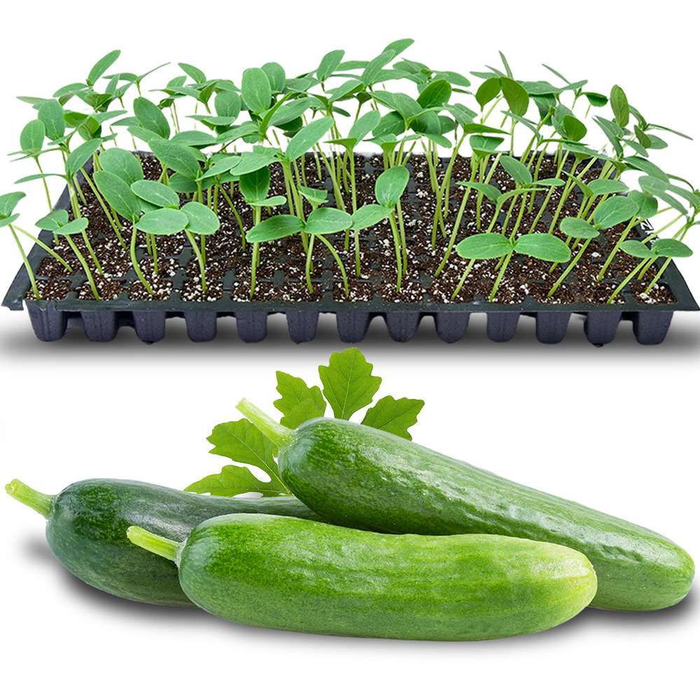 an image of salad cucumber seedlings