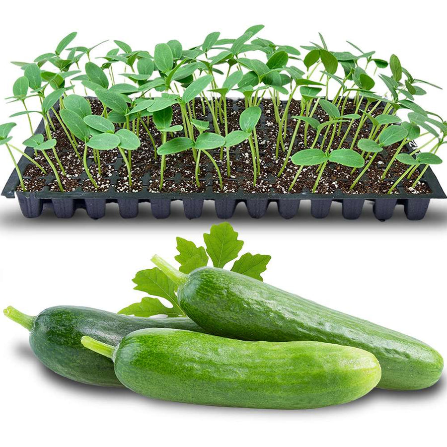 an image of salad cucumber seedlings