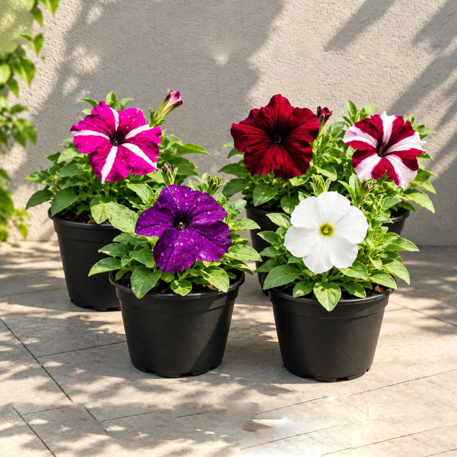 Single Petunia  5 plant Combo