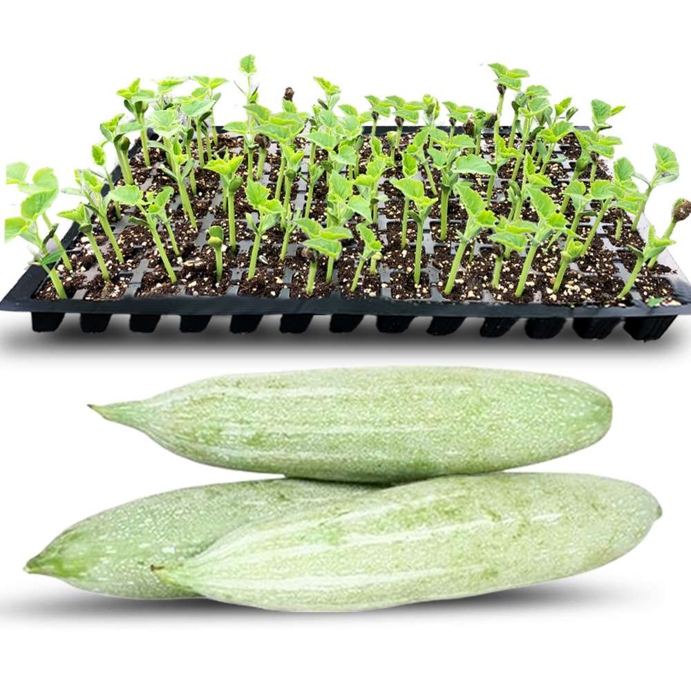 an image of snake gourd seedlings