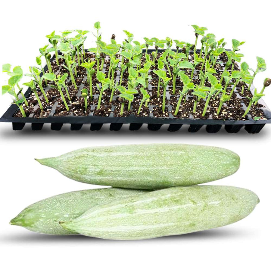 an image of snake gourd seedlings