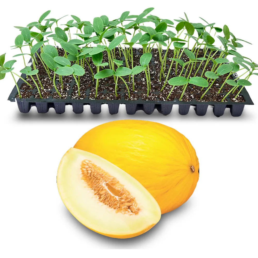 an image of snap melon and snap melon seedlings in a tray