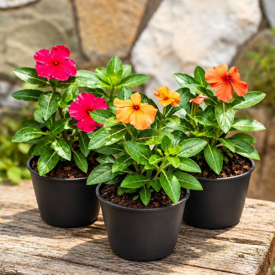 Tattoo vinca 3 Plant