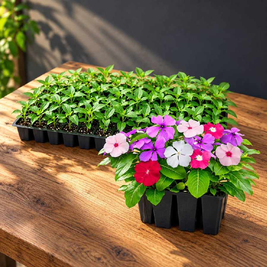 Vinca Flower Seedlings (100 in a tray)