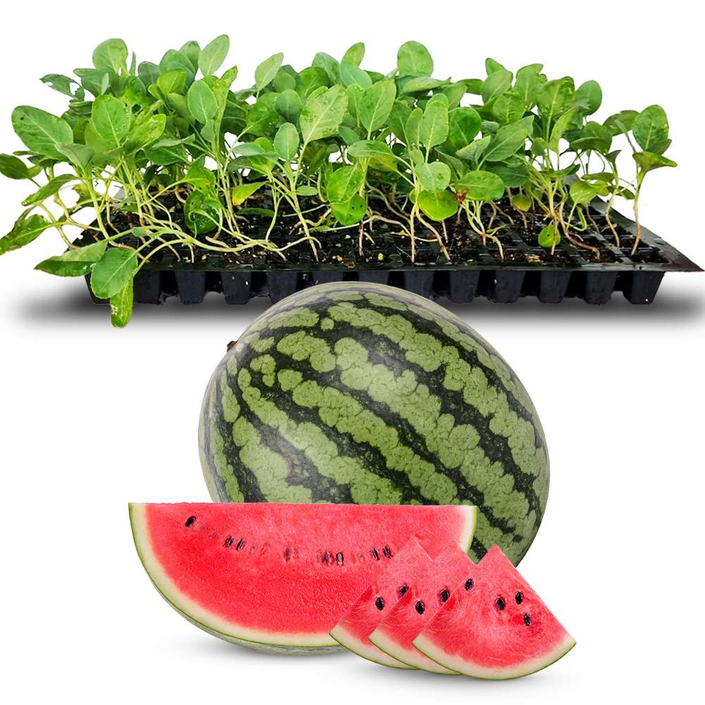 an image of a water melon and watermelon seedlings in a tray