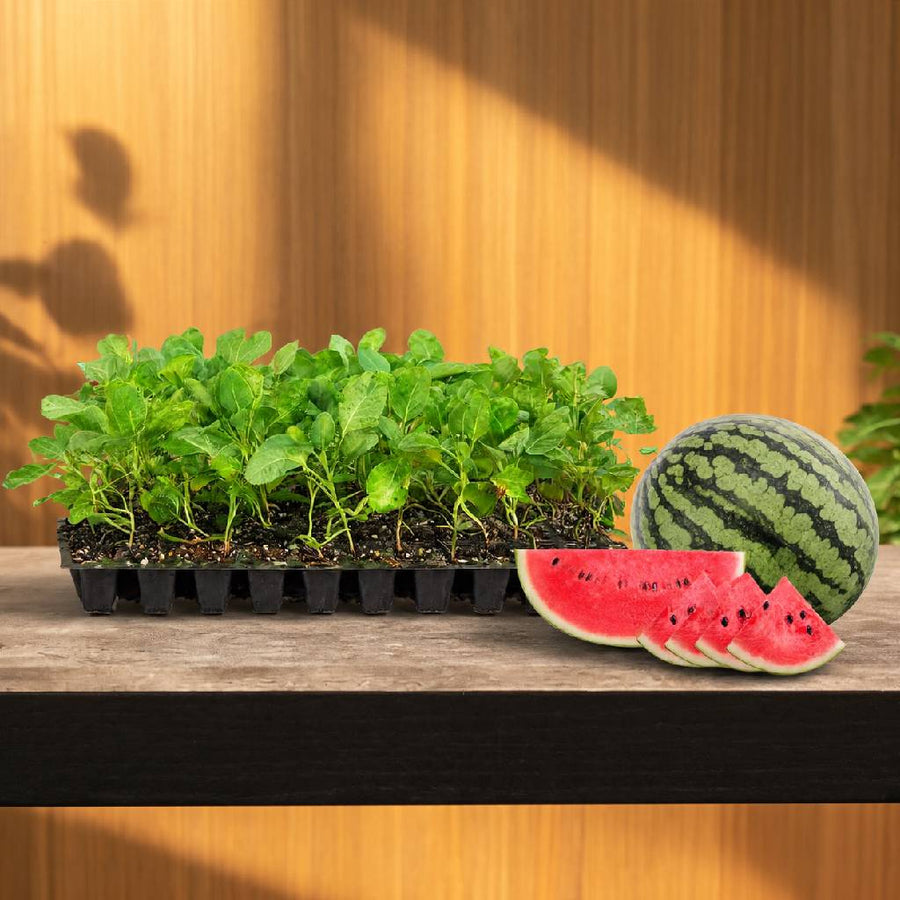 Watermelon Seedlings (100 in a tray)