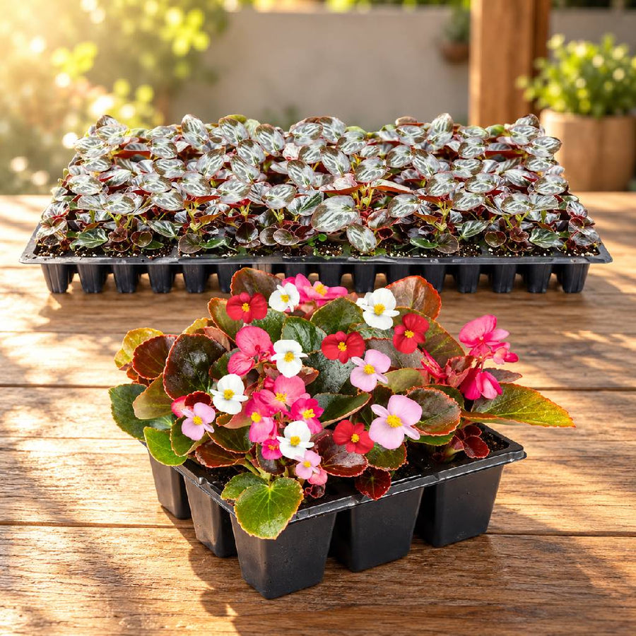 Wax Begonia Seedlings (100 in a tray)