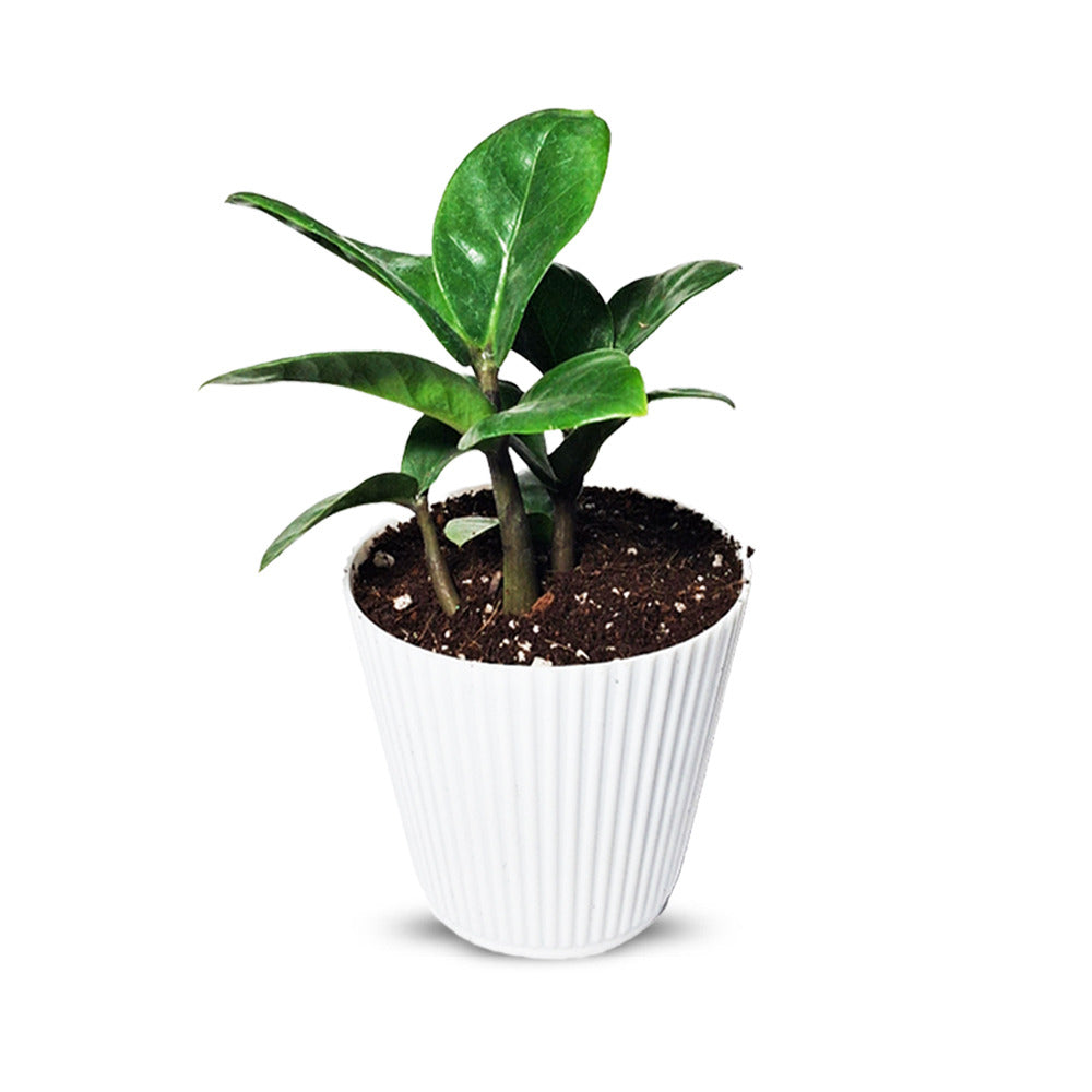an image of zz plant with white pot