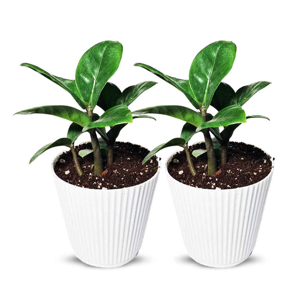 ZZ Plant With White Pot