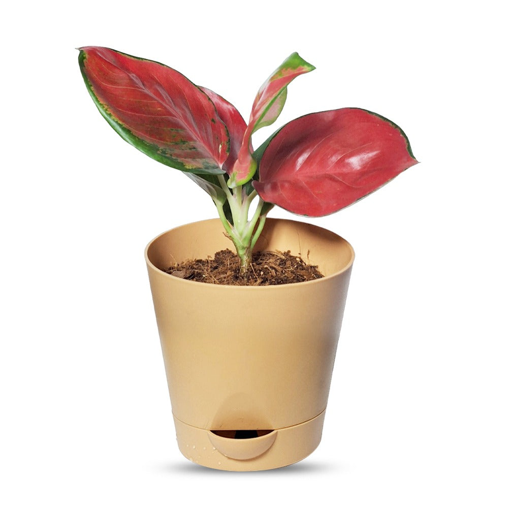 an image of Aglaonema jaipong red plant with pot