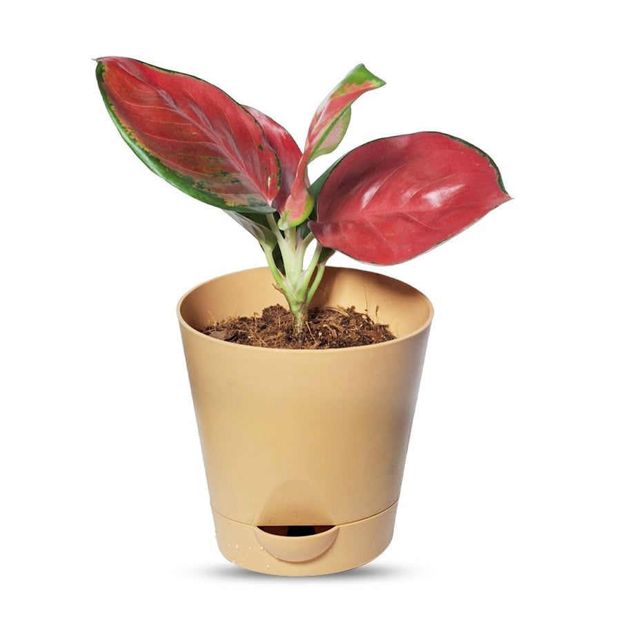 an image of Aglaonema jaipong red plant with pot
