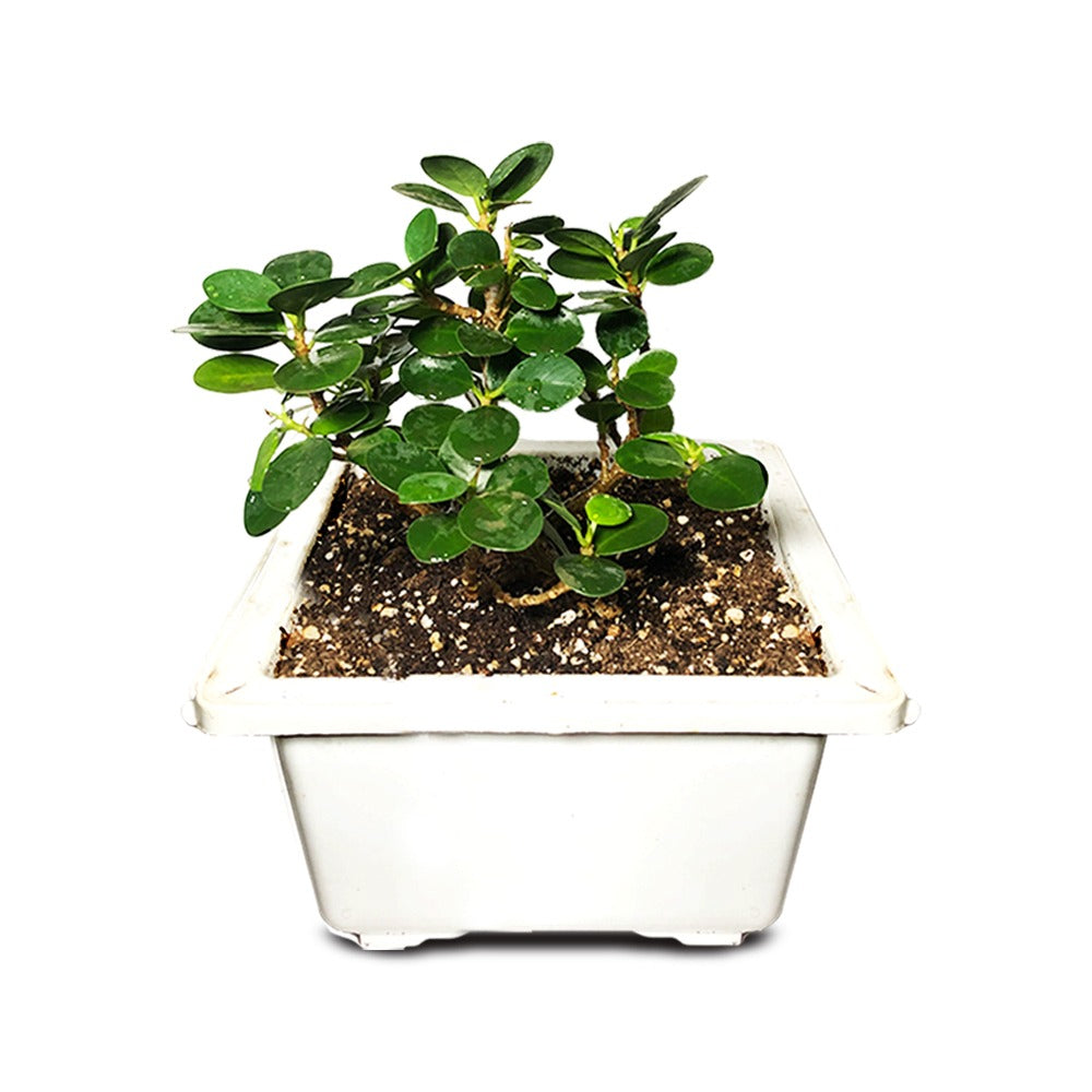 an image of ficus compacta plant with pot