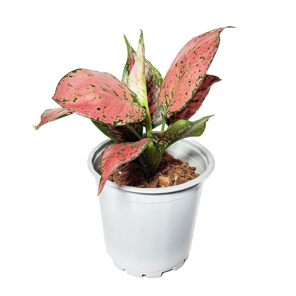 an image of Aglaonema Koomkoon plant in a white pot