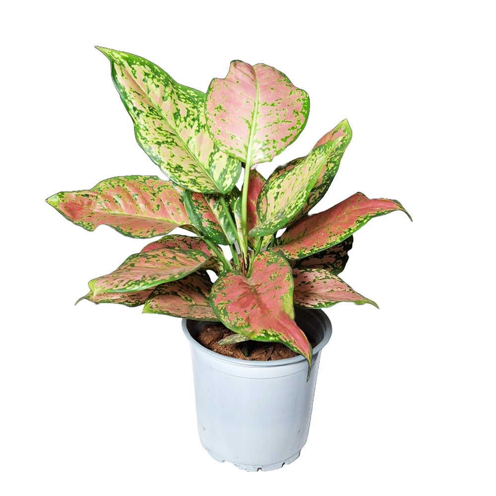 an image of aglaonema pink beauty in a white pot
