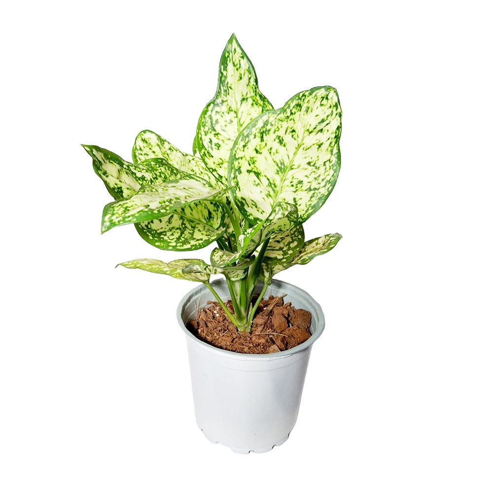 an image of aglaonema white plant in a white pot